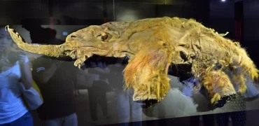 احتمال بازگرداندن ماموت‌های پشمالو پس از کشف RNA یک لاشه یخ‌زده ۳۹٬۰۰۰ ساله