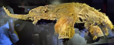 احتمال بازگرداندن ماموت‌های پشمالو پس از کشف RNA یک لاشه یخ‌زده ۳۹٬۰۰۰ ساله