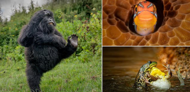 خنده‌دارترین لحظات حیات وحش در جوایز کمدی نیکون ۲۰۲۵