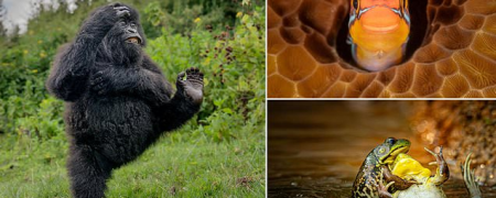 خنده‌دارترین لحظات حیات وحش در جوایز کمدی نیکون ۲۰۲۵