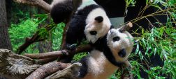 بازگردانده شدن پانداهای دوقلو به چین و بی پاندا شدن مردم ژاپن بعد از نیم قرن
