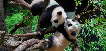 بازگردانده شدن پانداهای دوقلو به چین و بی پاندا شدن مردم ژاپن بعد از نیم قرن
