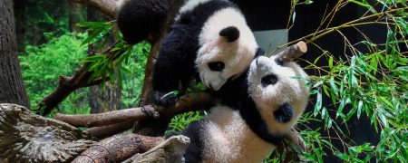 بازگردانده شدن پانداهای دوقلو به چین و بی پاندا شدن مردم ژاپن بعد از نیم قرن