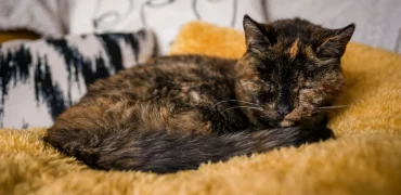 پیرترین گربه جهان به نام «فلوسی» با ۳۰ سال سن رکورد گینس خود را بهبود بخشید