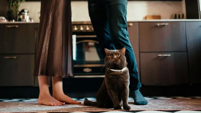 رفتار گربه ها