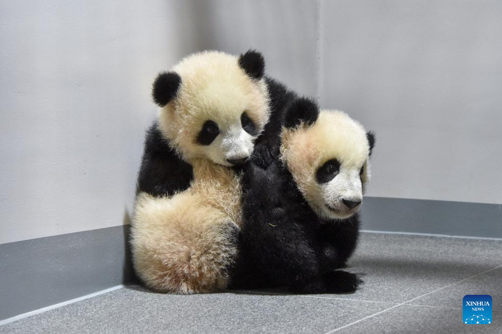 بچه پاندا ژاپن