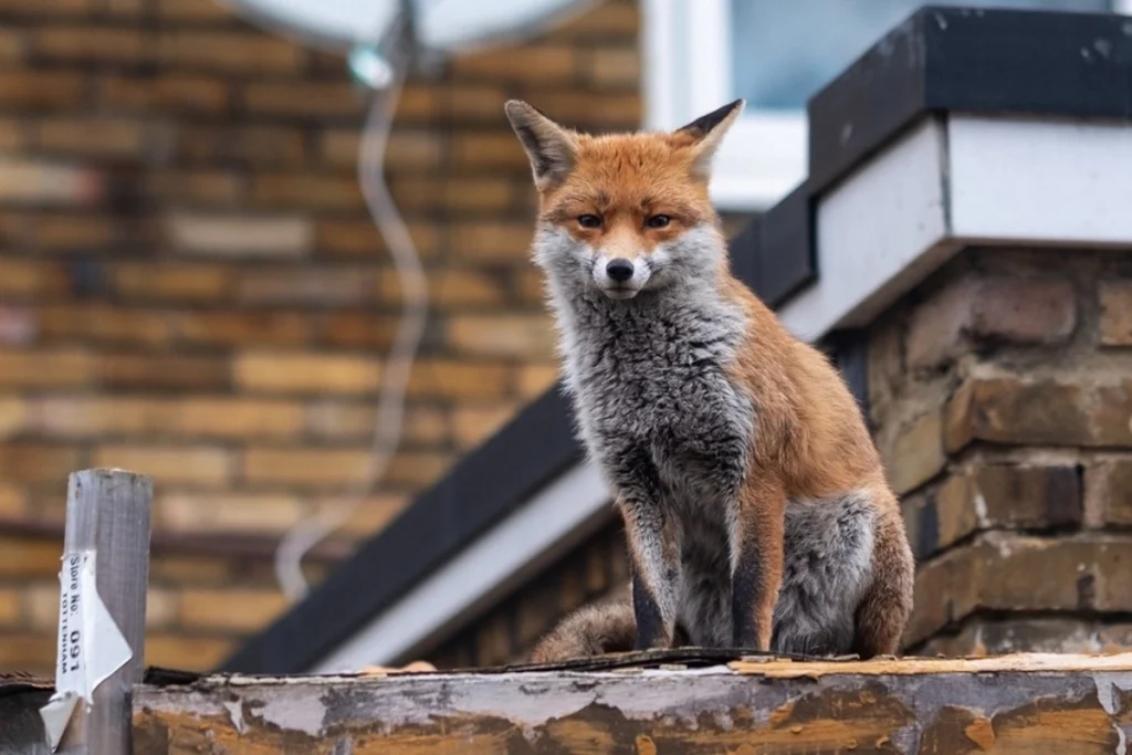 حضور روباه شکارچی در یکی از پرترددترین میدان‌های تهران + ویدئو