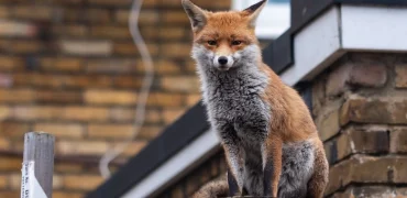 حضور روباه شکارچی در یکی از پرترددترین میدان‌های تهران + ویدئو