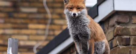 حضور روباه شکارچی در یکی از پرترددترین میدان‌های تهران + ویدئو