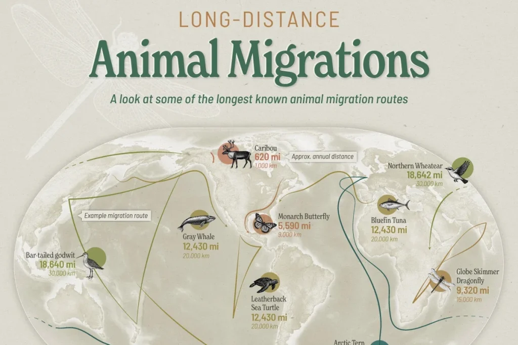 طولانی‌ترین مهاجرت‌های حیات وحش؛ پرستوی شمالگان با ۹۶,۰۰۰ کیلومتر در صدر