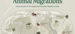 طولانی‌ترین مهاجرت‌های جانوران در حیات وحش
