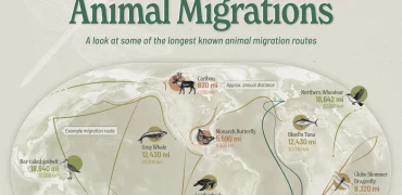 طولانی‌ترین مهاجرت‌های حیات وحش؛ پرستوی شمالگان با ۹۶,۰۰۰ کیلومتر در صدر