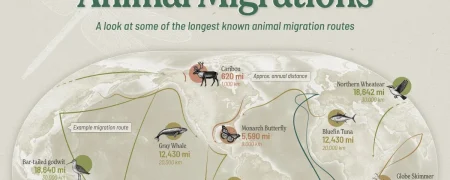 طولانی‌ترین مهاجرت‌های حیات وحش؛ پرستوی شمالگان با ۹۶,۰۰۰ کیلومتر در صدر