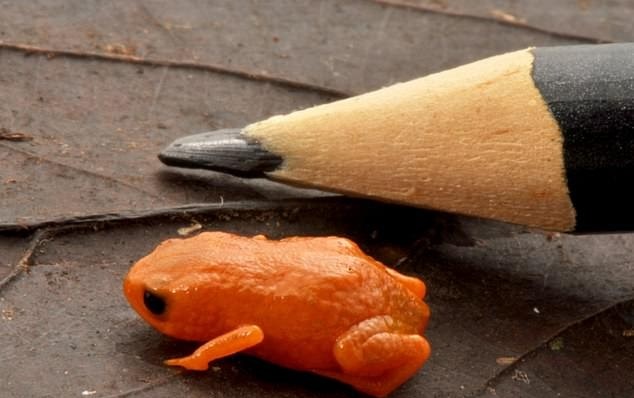 وزغ Brachycephalus lulai