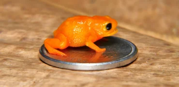 کشف وزغ مینیاتوری با ظاهری شبیه به کدو حلوایی با نام رئیس‌جمهور برزیل