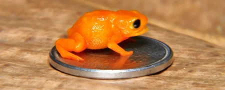 کشف وزغ مینیاتوری با ظاهری شبیه به کدو حلوایی با نام رئیس‌جمهور برزیل