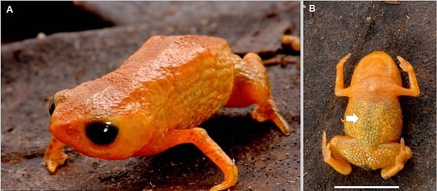 وزغ Brachycephalus lulai