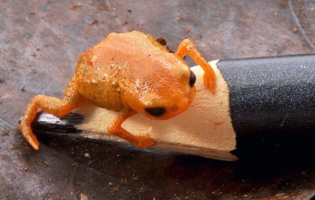 وزغ Brachycephalus lulai