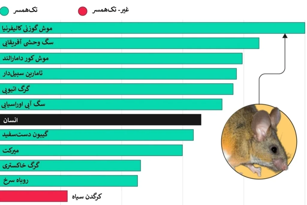 گونه‌های با بالاترین و پایین‌ترین تمایل به تک‌همسری؛ جایگاه انسان کجاست؟