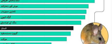 گونههای جانوری با بالاترین و پایینترین تمایل به تکهمسری؛ جایگاه انسان کجاست؟