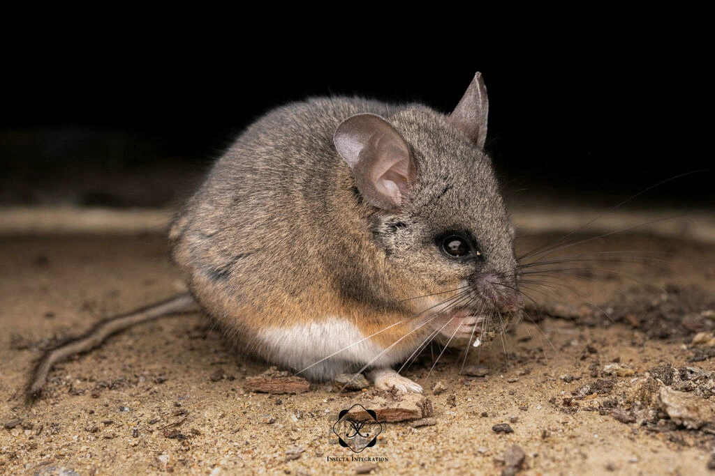 موش گوزنی کالیفرنیا