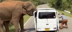 لحظات ترسناک سافاری در سریلانکا؛ فیل درِ خودرو را کند! + ویدیو