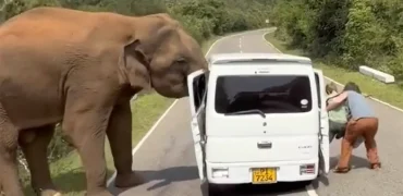 لحظات ترسناک سافاری در سریلانکا؛ فیل درِ خودرو را کند! + ویدیو