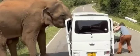 لحظات ترسناک سافاری در سریلانکا؛ فیل درِ خودرو را کند! + ویدیو