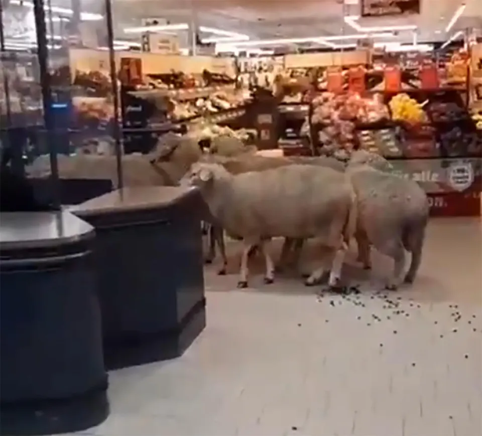 گله گوسفند در فروشگاهی در آلمان