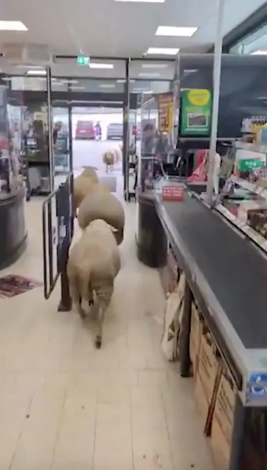 گله گوسفند در فروشگاه روستایی در آلمان