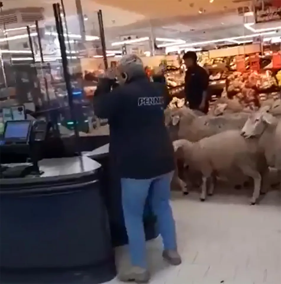 گله گوسفند در داخل فروشگاهی در آلمان