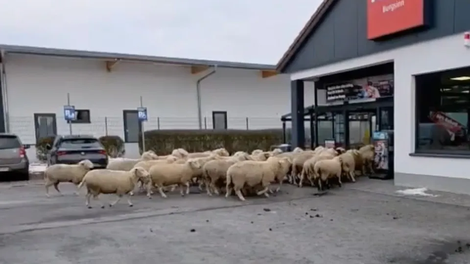 The-flock-of-50-sheep-stormed-the-Bavarian-supermarket.webp