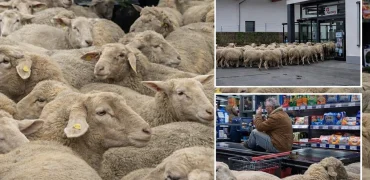 لحظه خنده‌دار ورود گله گوسفند به داخل یک فروشگاه مواد غذایی در آلمان + ویدیو