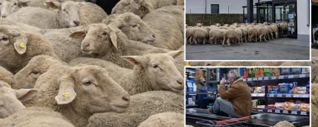 لحظه خنده‌دار ورود گله گوسفند به داخل یک فروشگاه مواد غذایی در آلمان + ویدیو