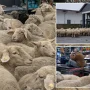 لحظه خنده‌دار ورود گله گوسفند به داخل یک فروشگاه مواد غذایی در آلمان + ویدیو