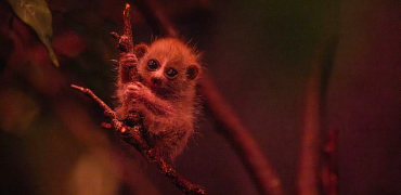 نوزاد بامزه یک حیوان در حال انقراض به جدیدترین پدیده اینترنتی تبدیل شد + ویدیو