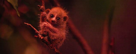 نوزاد بامزه یک حیوان در حال انقراض به جدیدترین پدیده اینترنتی تبدیل شد + ویدیو