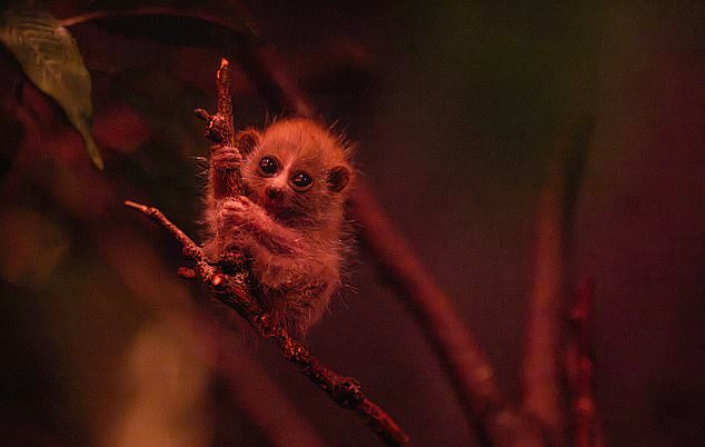 نوزاد بامزه یک حیوان در حال انقراض به جدیدترین پدیده اینترنتی تبدیل شد + ویدیو