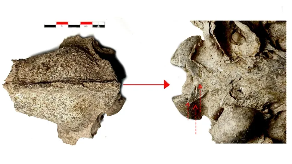 مصرف گوشت سگ در اروپای باستان