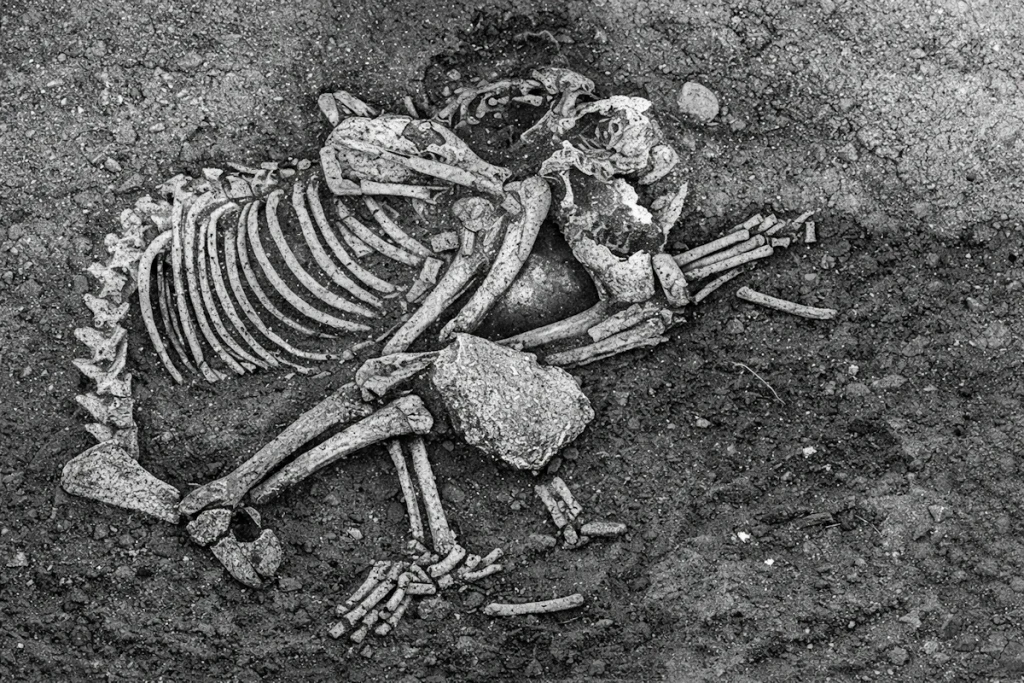 شواهد باستان‌شناسان از مصرف گوشت سگ در اروپا در عصر آهن به عنوان آیینی گروهی