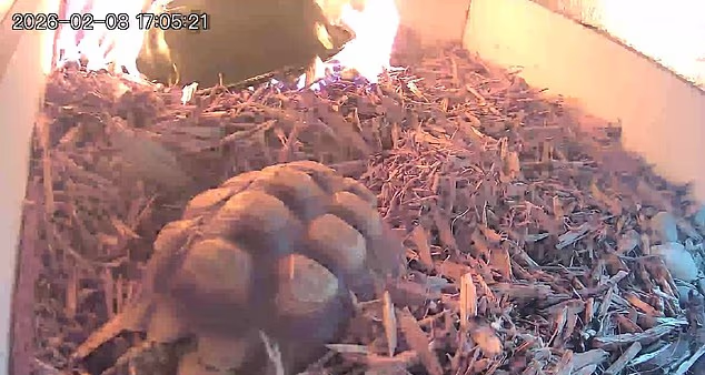 فرار دقیقه نودی یک لاک‌پشت از آتش‌ سوزی بدون کمک