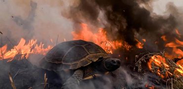 فرار معجزه‌آسای لاک‌پشت از آتش؛ نجات دقیقه نودی از میان شعله‌ها + ویدیو