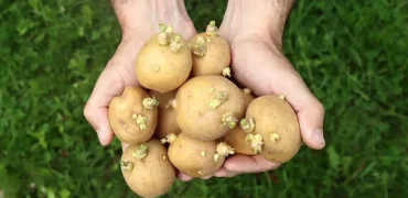 آیا مصرف سیب‌زمینی سبز و جوانه زده برای سلامتی مضر است؟