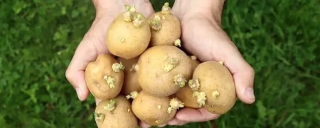 آیا مصرف سیب‌زمینی سبز و جوانه زده برای سلامتی مضر است؟