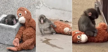 ماجرای وایرال بچه میمون شش ماهه‌ای به نام «پانچ» که مادرش ترکش کرده بود + ویدیو