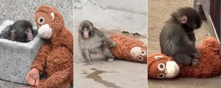 ماجرای وایرال بچه میمون شش ماهه‌ای به نام «پانچ» که مادرش ترکش کرده بود + ویدیو