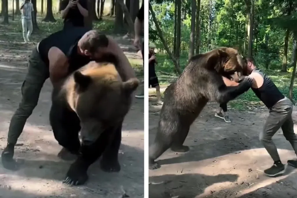 کشتی بوکسور سنگین‌وزن روس با خرس ۴۰۰ کیلویی قبل از مبارزه با تایسون فیوری + ویدیو