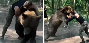 کشتی بوکسور سنگین‌وزن روس با خرس ۴۰۰ کیلویی قبل از مبارزه با تایسون فیوری + ویدیو