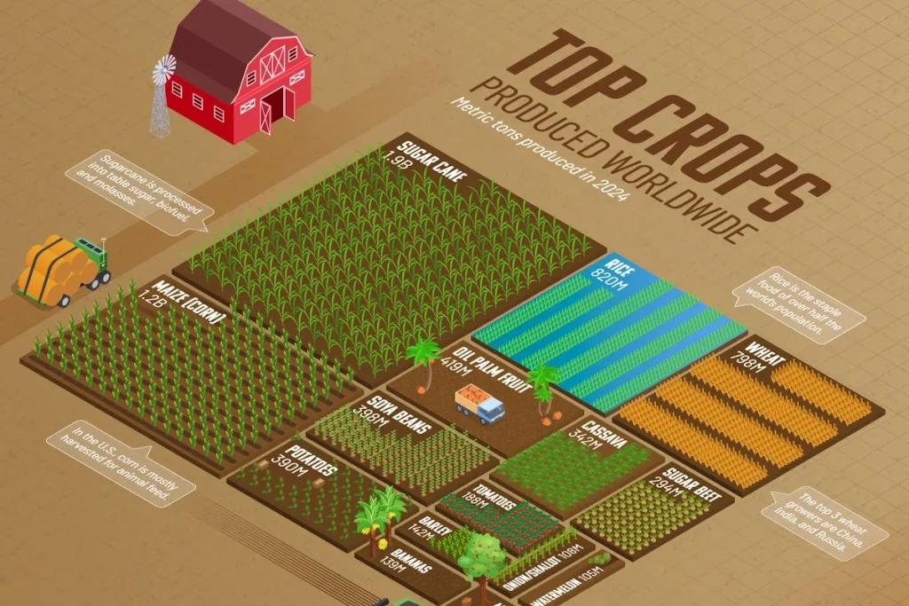 مقدار برداشت محصولات کشاورزی اصلی در سال ۲۰۲۴ در سراسر جهان + اینفوگرافی