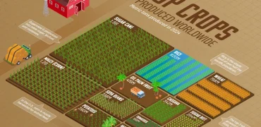 مقدار برداشت محصولات کشاورزی اصلی در سال ۲۰۲۴ در سراسر جهان + اینفوگرافی